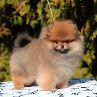 Pomerania Maschio Spitz Nano 3 mesi