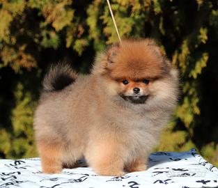 Pomerania Maschio Spitz Nano 3 mesi