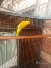 kakariki 