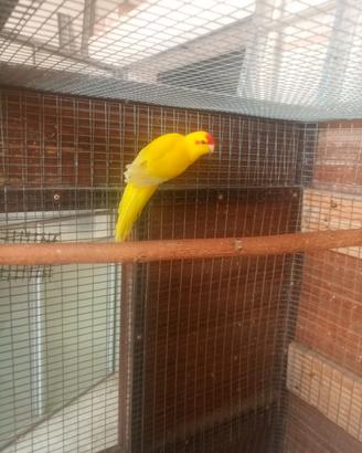 kakariki 