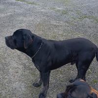 Cuccioli di cane corso