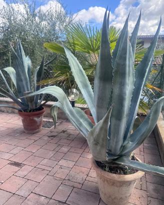 Piante di agave