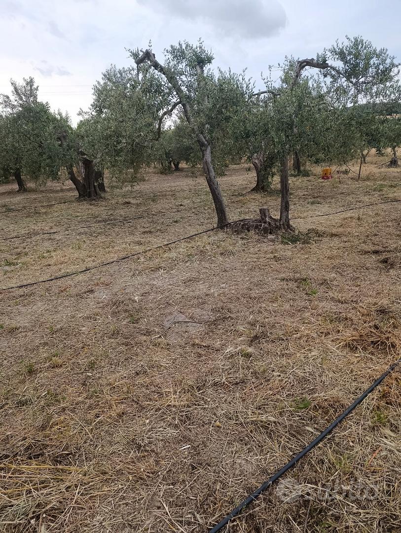 Terreno agricolo oliveto - Vista 3