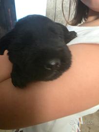 Schnauzer nano nero cuccioli