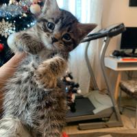Gattini di 2 mesi british shorthair siamese