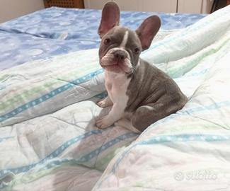 Cucciola di bulldog francese
