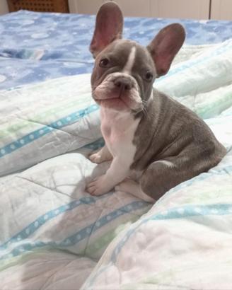 Cucciola di bulldog francese