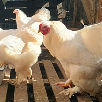 Blocco di brahma Total White