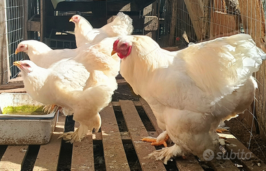 Blocco di brahma Total White