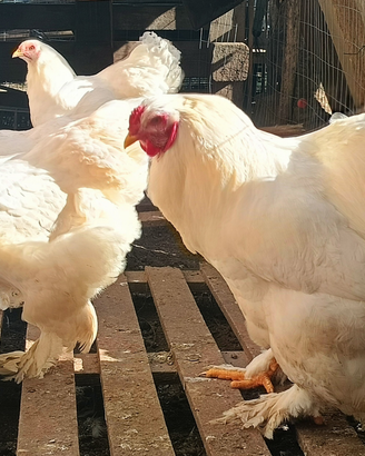 Blocco di brahma Total White