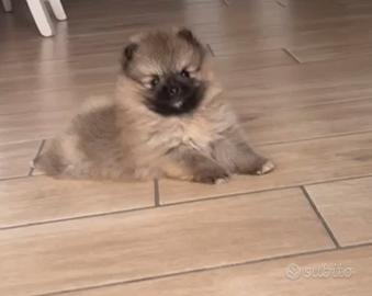 Cucciolo di Spitz