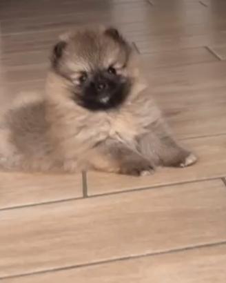 Cucciolo di Spitz