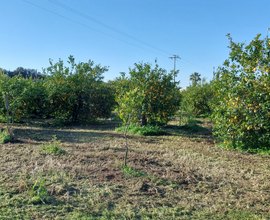 Terreno Agricoll