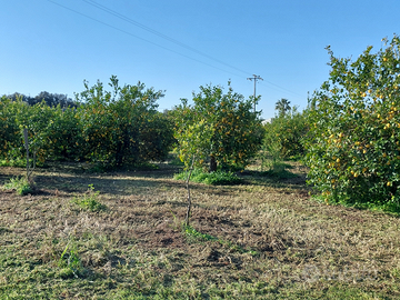 Terreno Agricoll