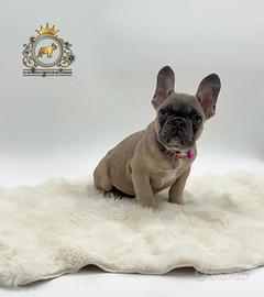 Incantevole bulldog francese blue Fawn