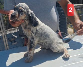 Cuccioli setter inglese