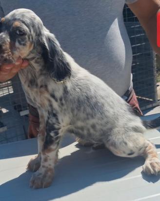 Cuccioli setter inglese