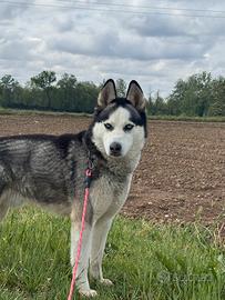 Husky per monta