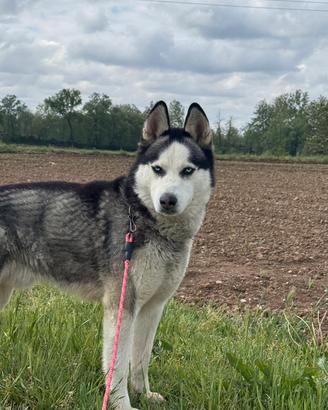 Husky per monta