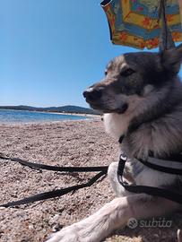 Cane Lupo Cecoslovacco