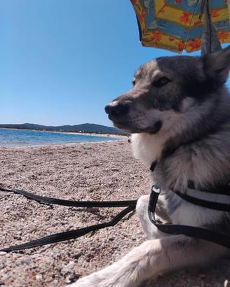 Cane Lupo Cecoslovacco