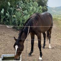 Cavallo