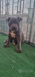 Amstaff blue