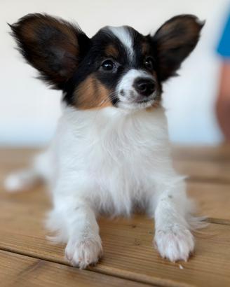 Cuccioli di papillon