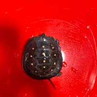 Tartaruga Clemmys guttata baby con CITES