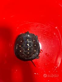 Tartaruga Clemmys guttata baby con CITES