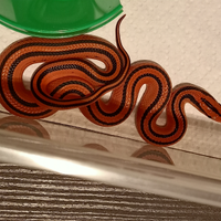 Disponibili varie specie e morph di serpenti