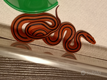 Disponibili varie specie e morph di serpenti