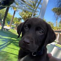 Ultimo dolce cucciolo Labrador cioccolato