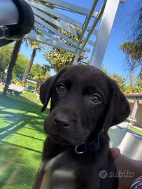 Ultimo dolce cucciolo Labrador cioccolato