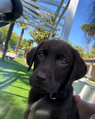 Ultimo dolce cucciolo Labrador cioccolato