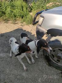 Cani da cinghiale