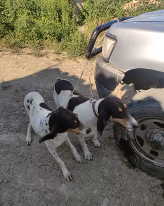 Cani da cinghiale