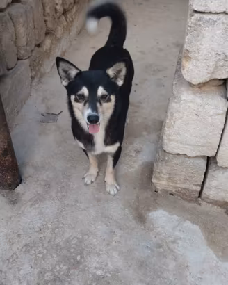 Cagnolino taglia media contenuta in adozione