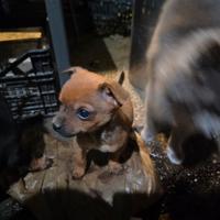 Ultima cucciola