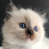 Ragdoll con pedigree