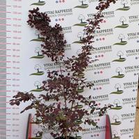 Loropetalum pianta siepe