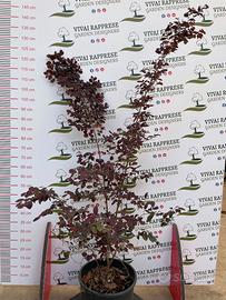 Loropetalum pianta siepe
