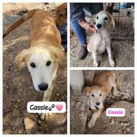 Salvati da abbandono