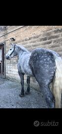 Cavallo percheron