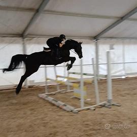 Magnifico cavallo da salto