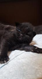 Cuccioli Maine Coon con Pedigree