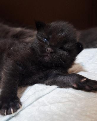 Cuccioli Maine Coon con Pedigree
