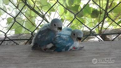 Pappagalli Inseparabili DA IMBECCO