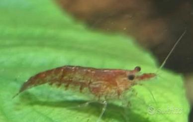 Caridine per acquario