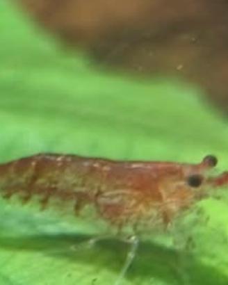 Caridine per acquario